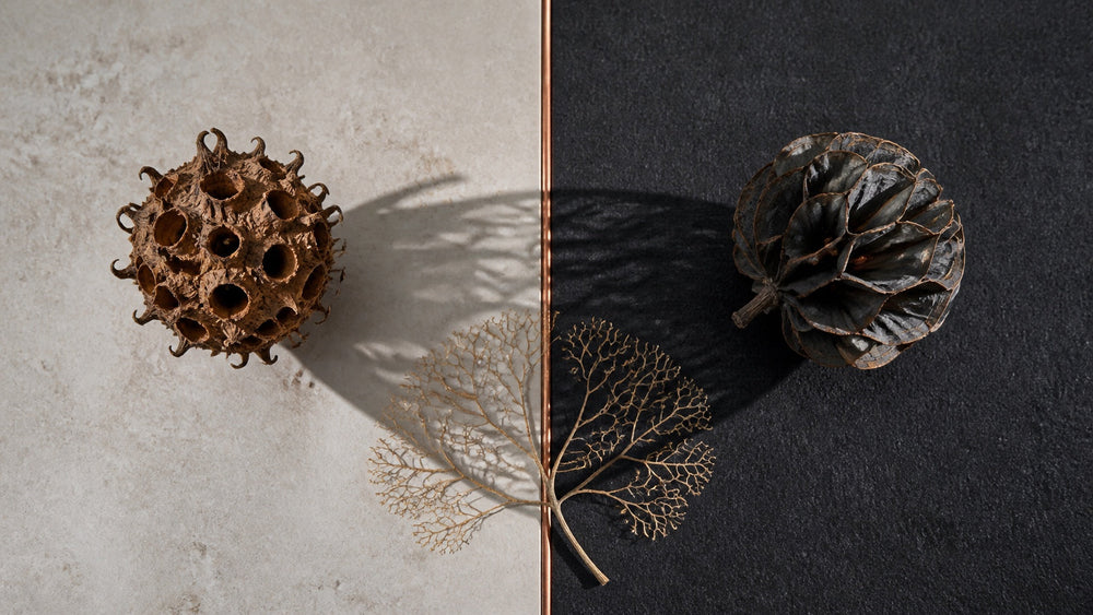 Distinct natural seed pods casting overlapping shadows across a divided surface